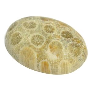 Fossilized Coral