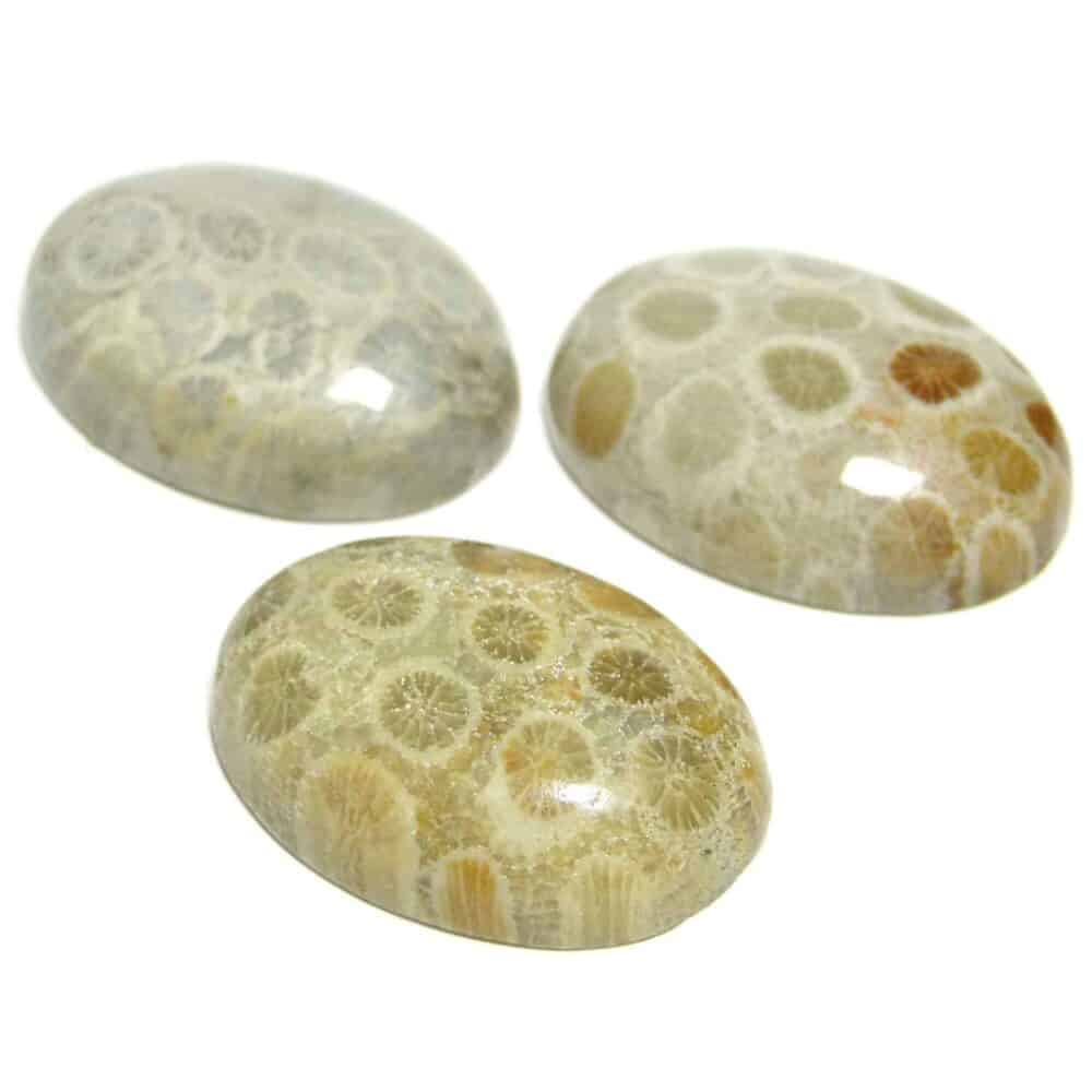 Nature's Crest - Fossilized Coral Oval Cabochon - Fossilized Coral Cabochon Multiple