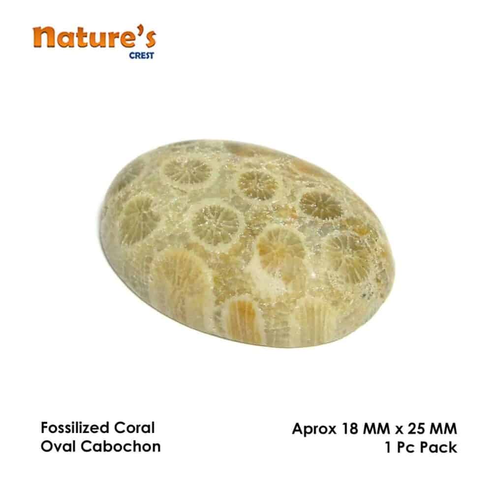 Fossilized Coral Oval Cabochon - Image 3