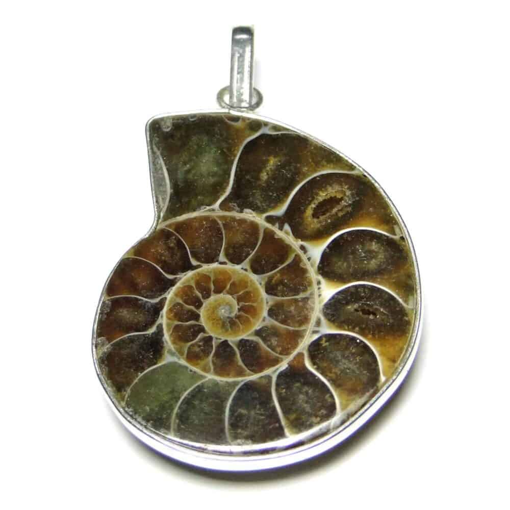 Nature's Crest - Ammonite Pendant - Ammonite Pendant