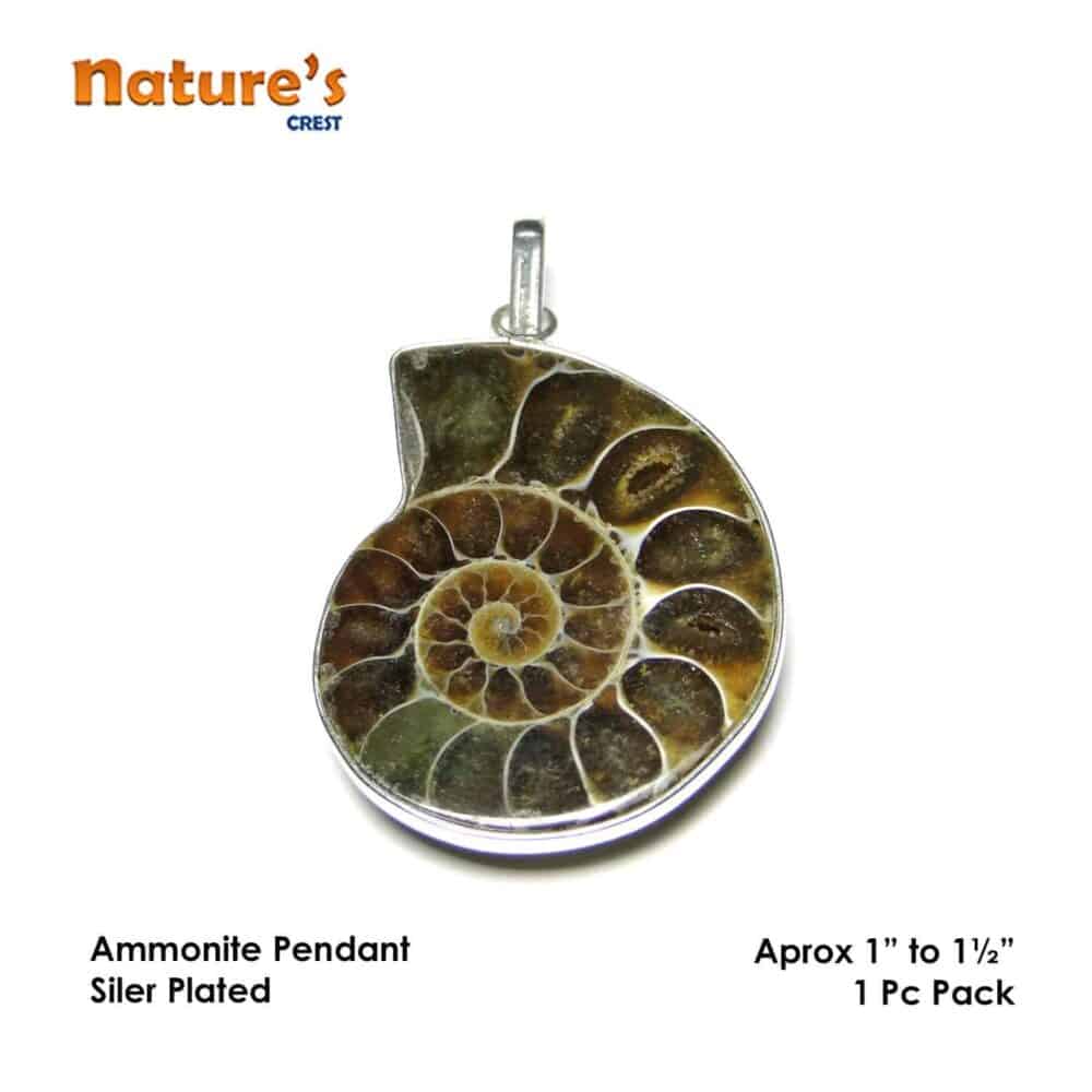 Nature's Crest - Ammonite Pendant - Ammonite Pendants Vector 1 Pc